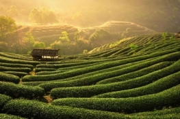 Vietnam - Thai Nguyen